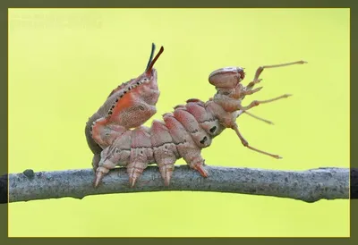 Гусеница картинка фотографии