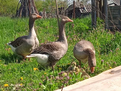 Откуда берутся гуси | Пикабу