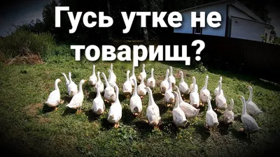 Гуси | Театр Уголок Дедушки Дурова