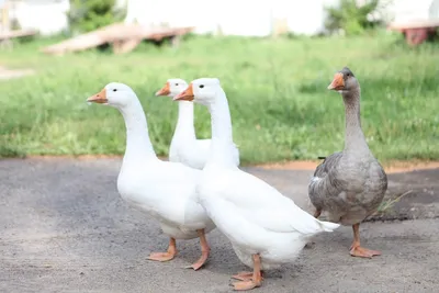 Определение пола гусей по внешнему виду в 4 месяца, порода Датский Легарт.  - YouTube