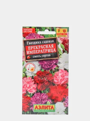 Гвоздики садовые разных оттенков - бесплатное скачивание