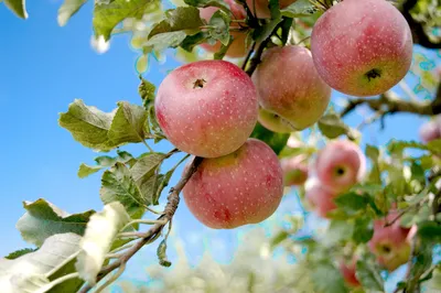 Яблочный Спас – Хмелита