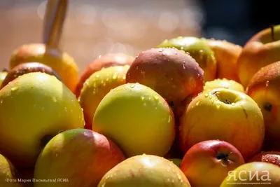 Наши традиции: Яблочный Спас и Ореховый Спас - Одесская Жизнь