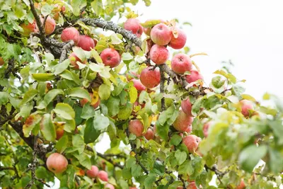 Яблочный Спас 2022: традиции и приметы народного праздника