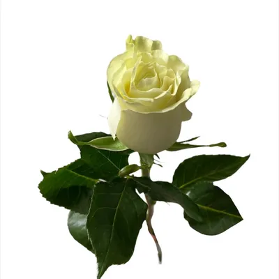 Яблоки Белая роза: история селекции, описание и характеристика сорта,  посадка и уход, фото