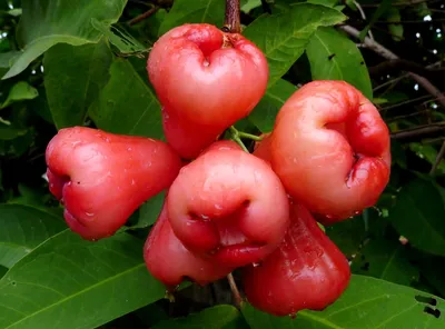 Тайские восковые яблоки