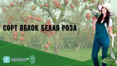 Яблоня белая роза (Много фото) - treepics.ru