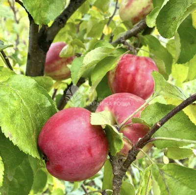 малайские яблоки стоковое изображение. изображение насчитывающей свеже -  223053883