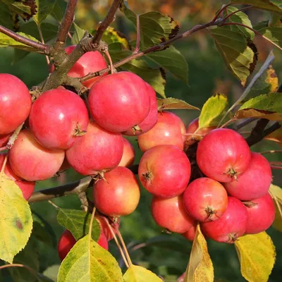 Натюрморт, спелые яблоки на блюде, …» — создано в Шедевруме