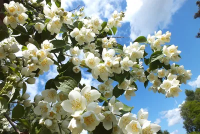 Сорт яблок белая роза (139 фото) »