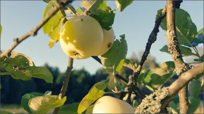Подмосковные садоводы заинтересовались чёрными и белыми яблоками - МК