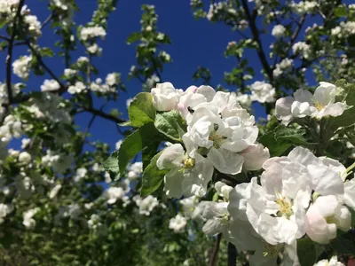 Яблоки белая роза фото фотографии