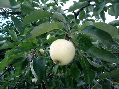Малайское яблоко — Википедия