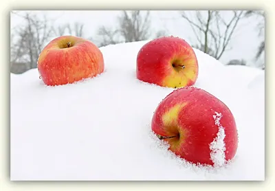 Яблоки на снегу фотографии
