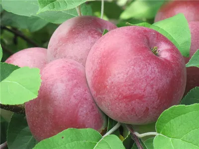 Яблоня « Лобо» (Malus « Lobo»). Компания «Мика»