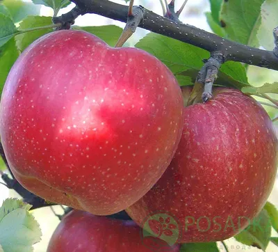 Яблоня Ремо - саженцы яблони в магазине Posadka.