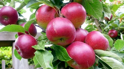 В Молдове выкорчевывают яблони ранних сортов – wind.md