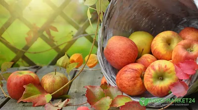 Поздние сорта яблок: яблоки поздних сортов созревания - Agro-Market24