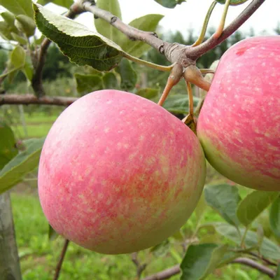 Лучшие сорта яблонь для средней полосы России | Андрей Петров | Дзен