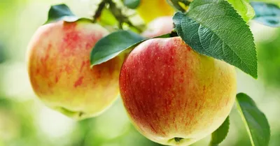 Всеми любимые сорта яблок, которые исчезают из наших садов | В саду  (Огород.ru)