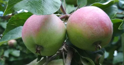 Купить зимние сорта саженцев яблони обыкновенной в Москве с доставкой