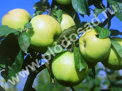 Регулярно плодоносящие триплоидные сорта яблони