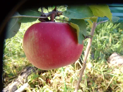 Лучшие поздние сорта яблони, в том числе для различных регионов, с  описанием, характеристикой и отзывами, а также особенности их выращивания