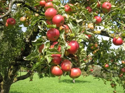 25 лучших сортов осенних яблонь — особенности выращивания на Юге, в  Подмосковье и средней полосе России, хранения яблок