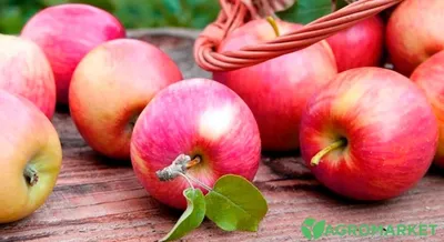 Зимние сорта яблок ⚊ купить саженцы зимних сортов яблонь в Украине