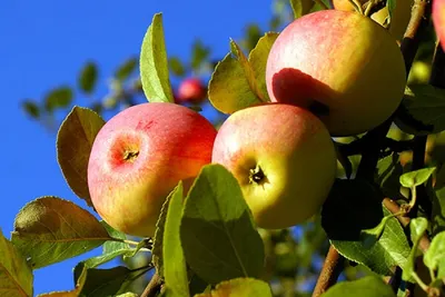 Как называется сорт сладких яблок - Agro-Market