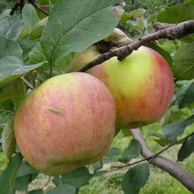 10 самых популярных летних сортов яблок | В саду (Огород.ru)