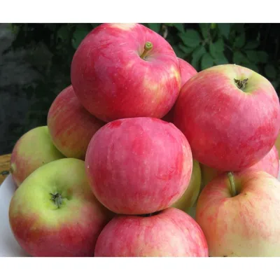 Поздние (зимние) сорта яблони ᐉ купить в питомнике Биосад