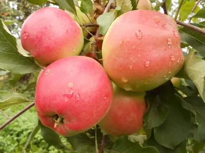 Выбираем саженцы яблони | Интернет-магазин садовых растений