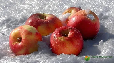 Яблоня Оренбургское Позднее - описание сорта и фото яблок