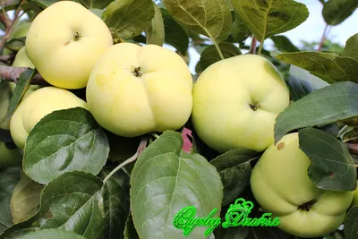 Зимние сорта яблок раннего, среднего и позднего срока созревания