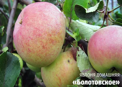 Зимние сорта яблок хранящиеся до весны | Agro-Market