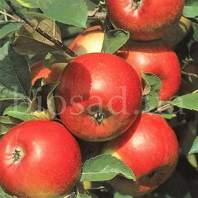 Зимние сорта яблок, которые точно придутся по вкусу