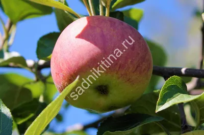 В Латгалии готовы к сбору урожая яблок / Статья