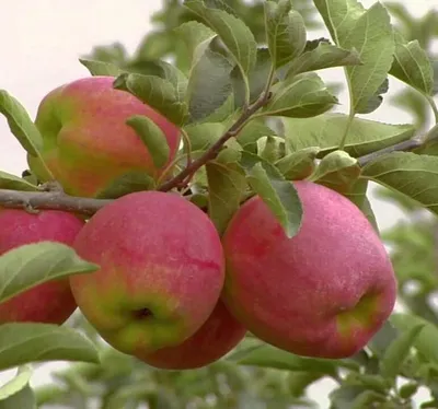 В Бельбекской долине собрали около 100 тонн яблок