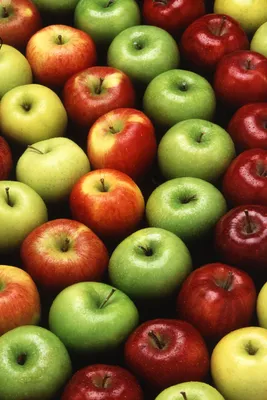 Поздние сорта яблок с фото и названием, три вида для хранения