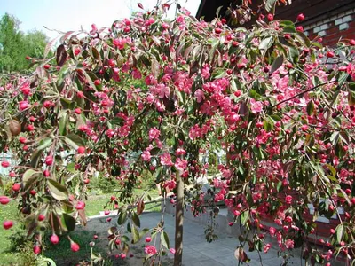 Красочные цветы яблони декоративной: скачать обои