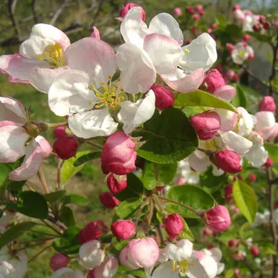 Романтика природы: фото цветущей яблони декоративной