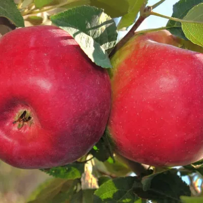 Яблоки искусственные дюшес крупные - 4 шт на ветке декор SunGrass 162226557  купить за 123 800 сум в интернет-магазине Wildberries