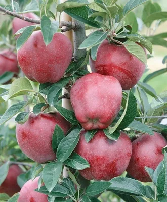 Ред дюшес яблоня - 52 фото