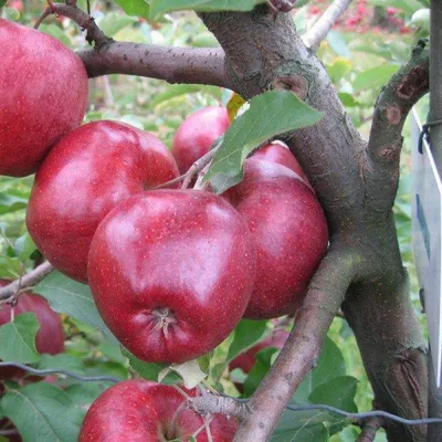 Яблоня Камео - описание сорта и фото яблок