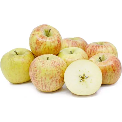 Apple, Red Cameo Malus domestica Cameo , Malus domestica Cameo , Apples on  a tree, cultivar Cameo