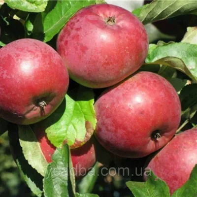 Яблоня Коваленковское - описание сорта и фото яблок