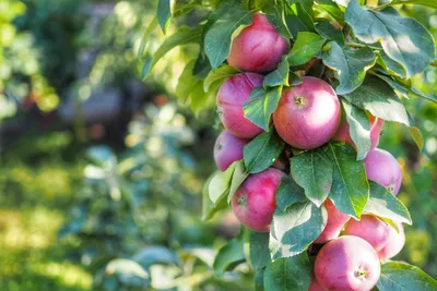 Купить яблоки Камео Йемен в лотке 1 кг, цены на Мегамаркет | Артикул:  100048531276