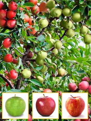 Image of Malus Domestica, Many Cameo Apple In The Shop with apple  background.-CU643839-Picxy