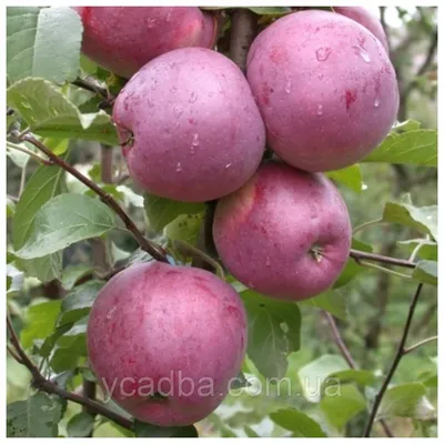 Яблоня. Обрезка яблони на плодоношение